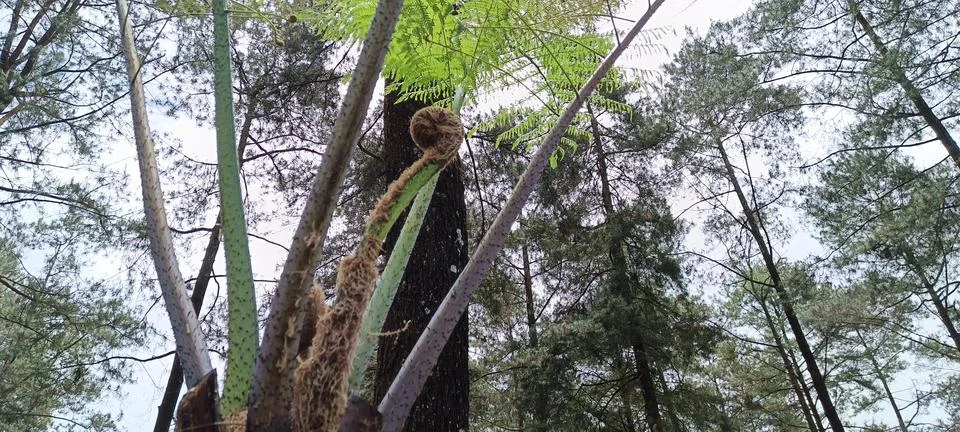 Low angle view of pine forest Foto stock