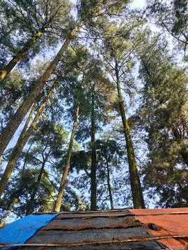 Low Angle View of Pine Forest Canopy and Colorful Shelter Roof Stock Photos