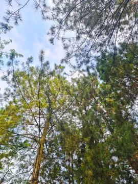 Low Angle View of Pine Forest Canopy and Clear Blue Sky Stock-Fotos