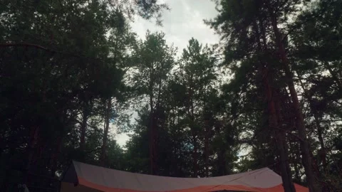 Low angle view of pine tops with sky on background. Summer aftternoon in forest. Stock Footage 144454099