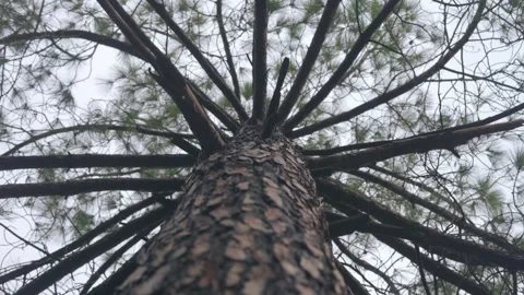 Low angle view of pine tree Stock Footage 249286767