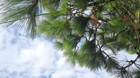 Low Angle View of Pine Tree Branches Against Blue Sky with White Clouds  Stock Footage 339086038