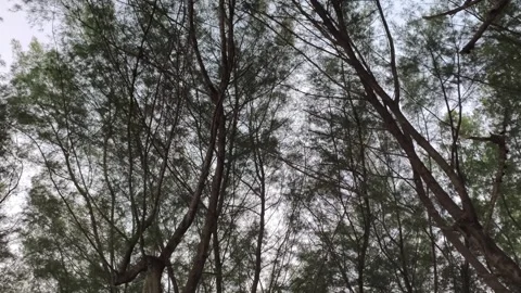 Low Angle View of Pine Tree Canopy Against Bright Overcast Sky Stock Footage 340216169