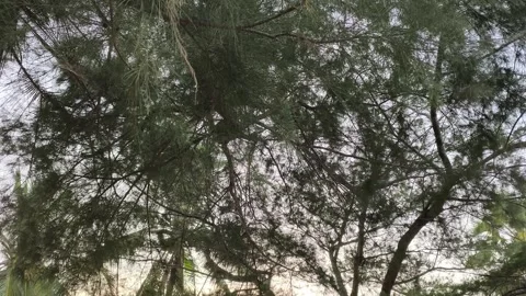 Low Angle View of Pine Tree Branches Against Bright Sky Stock Footage 341505310