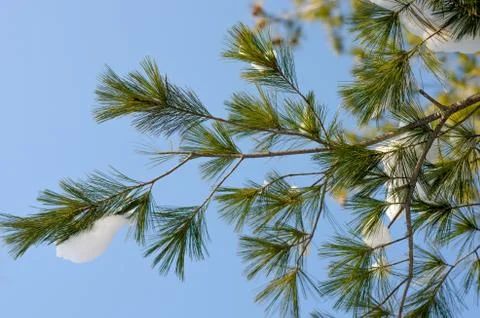 Low angle view of pine tree snowy branch  against blue sky Stock Photos