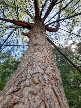 Low Angle View of a Pine Tree Trunk and Branches Fotos de archivo