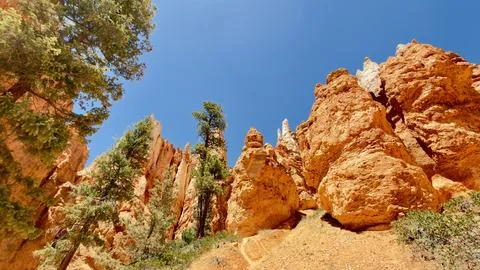 Low Angle View of Pine Tree Growing Inside Red Rock Hoodoos in Bryce Canyon Stock Photos