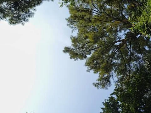 Low angle view of pine tree canopy framing a bright clear sky. Stock Photos