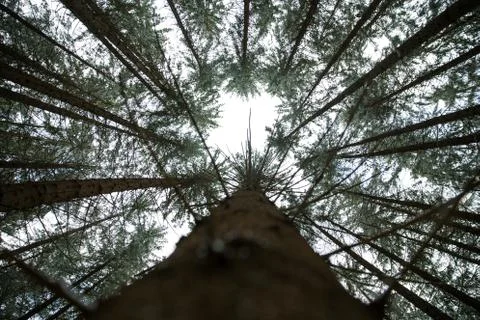 Low angle view of pine trees. Cloudy background. Stock Photos