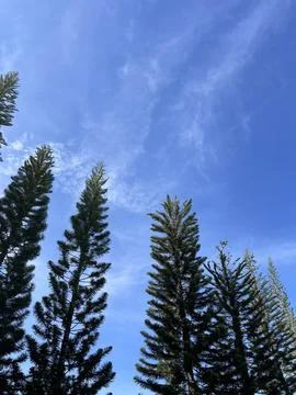 Low angle view of pine trees against blue sky Foto stock