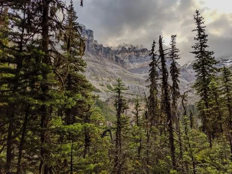 A Low Angle View of Pine Trees, Colored Mountains and Clouds Foto stock