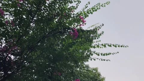 Low angle view of pink bougainvillea branches against an overcast sky 库存影片 346544893