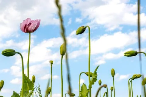 Low angle view of a pink poppy flower with unopened buds growing in a field.. Stock Photos