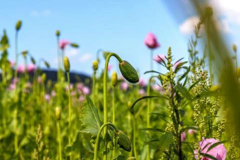 Low angle view of pink poppy flowers and green buds growing in a field unde.. Stock Photos