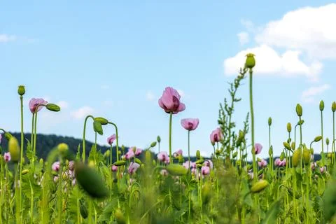 Low angle view of pink poppy flowers and green buds growing in a field unde.. Stock Photos