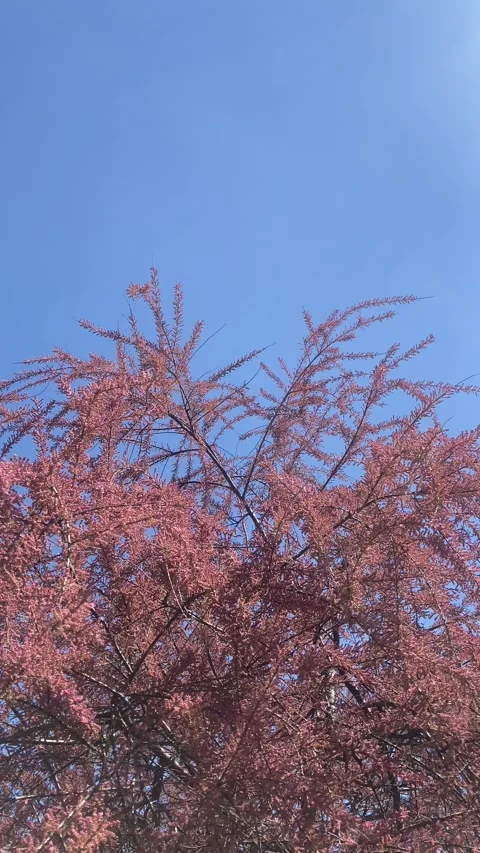 Low Angle View of Pink Tamarix Tree Against Blue Sky Stock Footage 336343924