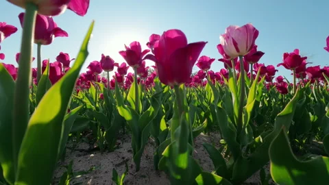Low Angle View Of Pink Tulip Field Under Bright Sunlight Stock Footage 346146527