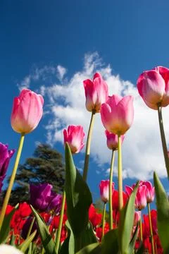 Low Angle View of Pink Tulips Against Blue Sky 스톡 사진