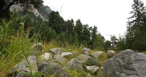 Low Angle View in Pirin Mountain Nature Background Stock Footage 220871807
