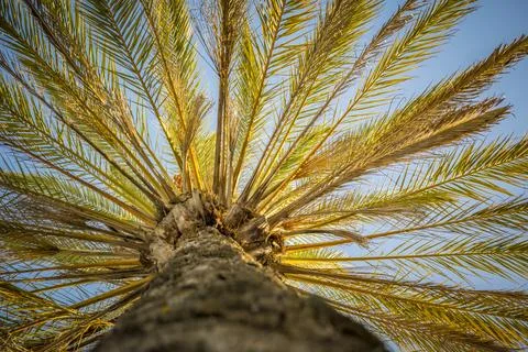Low angle view of a plam tree Stock Photos