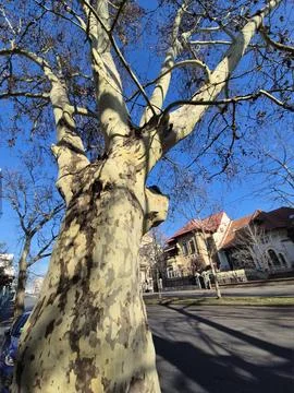 Low Angle View of Plane Tree in Winter Street Stock Photos
