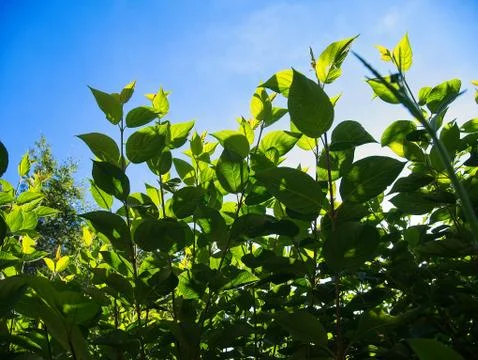 Low angle view of plants against blue sky. Sunny summer day. Photos