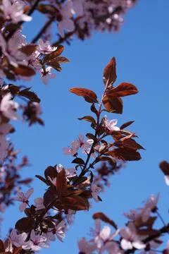 Low angle view, plum blossoms in spring. Blue clear sky. Stock Photos