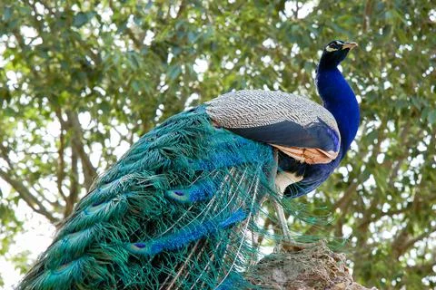 Low angle view portrait of a peacock male Stock Photos
