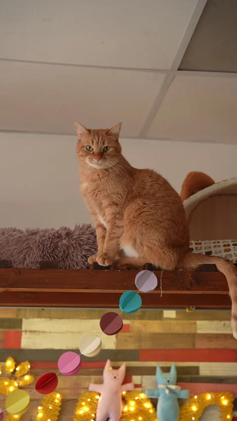 Low-angle view of pretty ginger cat sitting on shelf in decorated room of pet Stock Footage 302506865