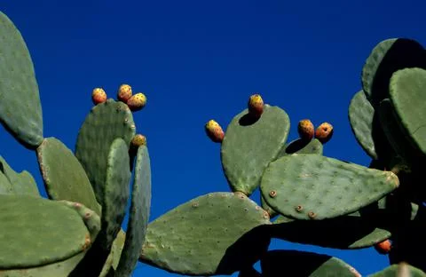 Low angle view of prickly pear plant. Stock Photos