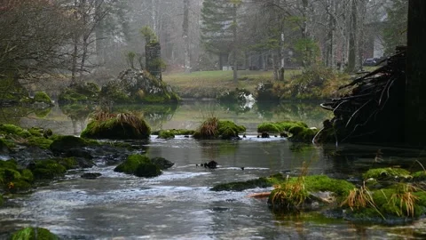 Low angle view of pristine and calm stream flowing Stock Footage 173006707