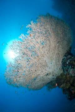 Low angle view of a pristine table coral formation. red sea, egypt. Stock Photos