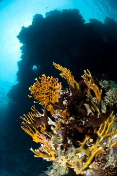 Low angle view of a pristine tropical coral reef. 库存照片