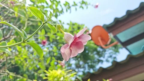 Low angle view of purple allamanda flower blooming by the house. Stock Footage 340507227