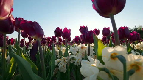 Low Angle View Of Purple Tulips And White Daffodils In Spring Garden Stock Footage 342594853