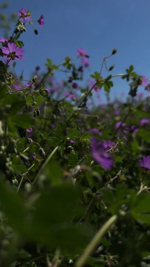 Low angle view of purple wild geranium flowers blooming outdoors on a sunny.. Stock Footage 335076706