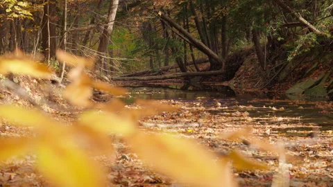 Low Angle View of Quiet Forest Stream in Autumn Stock Footage 345555530