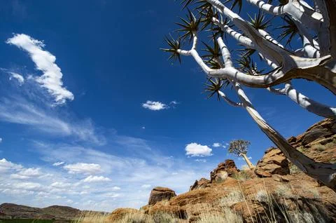 Low angle view of quiver trees in desert landscape Stock Photos