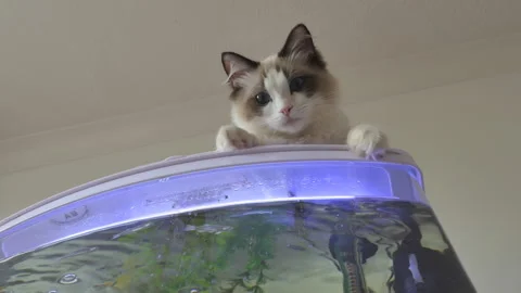A low angle view of a ragdoll kitten sitting on a aquarium top. Stock Footage 112358583