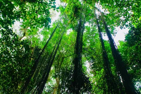Low Angle View of Rainforest Canopy and Hanging Vines in Ubud, Bali Stock Photos