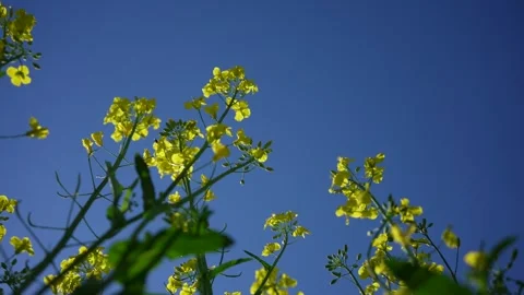 Low angle view of rapeseed flowers against clear blue sky Stock Footage 336078736