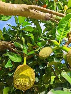 Low Angle View of Raw Green Jackfruit Growing on Tree Branch Stockfoto's