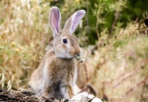 Low angle view of a really pretty and cute bunny rabbit with big ears and a l Stock Photos