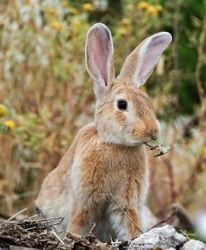 Low angle view of a really pretty and cute bunny rabbit with big ears and a l Stock Photos