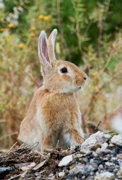 Low angle view of a really pretty and cute bunny rabbit with big ears lying d Stock Photos