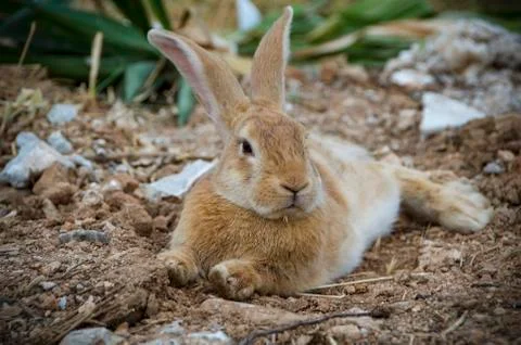 Low angle view of a really pretty and cute bunny rabbit with big ears Stock Photos