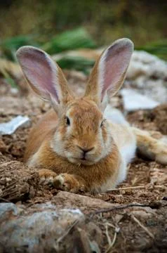 Low angle view of a really pretty and cute bunny rabbit with big ears Stock Photos
