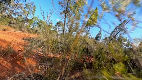 Low Angle View of Red Dirt Path in Australian Outback Bushland Video stock 345100423