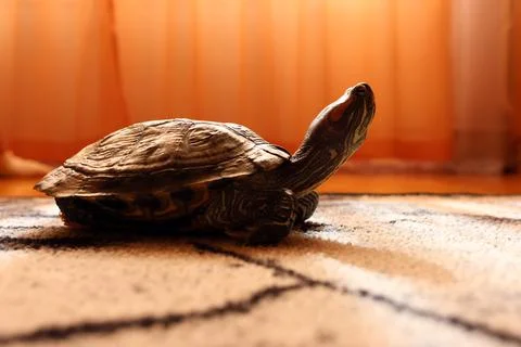 Low-angle view of a red-eared slider turtle on a carpet, emphasizing shell sh Stock Photos