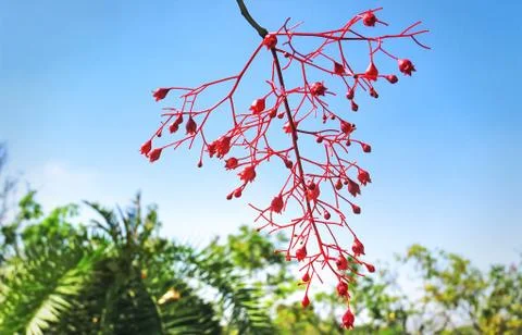 Low Angle View of Red Flowering Plant Against Blue Sky Stock Photos